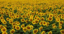 Field of Sunshine